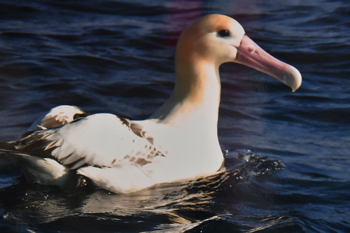 『頑張れ日本　負けるな高市早苗首相』